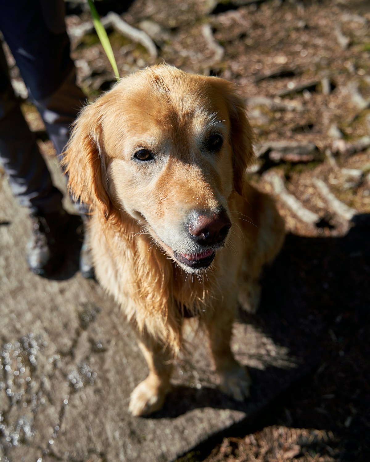 くつろぐ犬